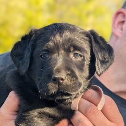 Labrador Retriever Puppies from Linderman Labs