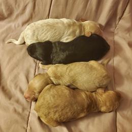 Aussiedoodle, Goldendoodle, and Poodle Puppies from Law Doodles