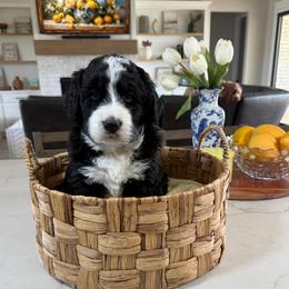 Pearl - Black and white female Bernedoodle puppy in Indiahoma, Oklahoma from Farm Fresh Doodles