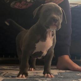 Blue - Blue male American Bully puppy in Union County, North Carolina from XLRG BULLIES