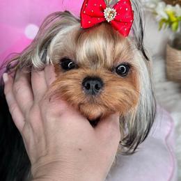 Gaby - Yorkshire Terrier