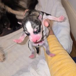 Male 2 - Gray and white male Siberian Husky puppy in Canton, Georgia from Mayhemhuskies
