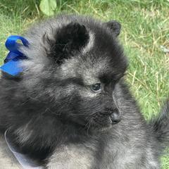 Keeshond Puppies from Kozy Keeshonden