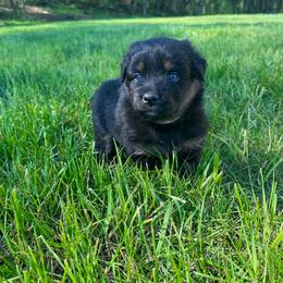 MINNIE - Black tri-color female Australian Shepherd puppy in Christiana, Tennessee from Vaught Family Farm