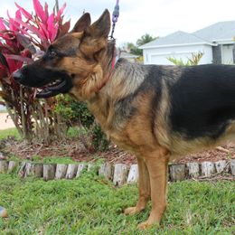 Nala - German Shepherd