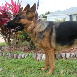 Nala - German Shepherd