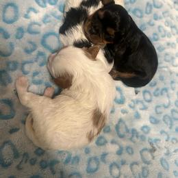 Cinderella - Blenheim female Cavapoo puppy in Modesto, California from Molly n Friends
