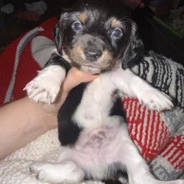 Dachshund Puppies from G&B Dachshunds