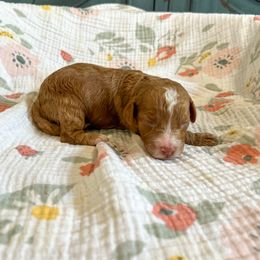 Sterling - Red and white male Cockapoo puppy in Beresford, South Dakota from DAKOTA DOOD RANCH