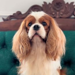 Theo - Cavalier King Charles Spaniel