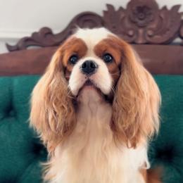 Theo - Cavalier King Charles Spaniel