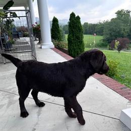 Reese - Chocolate female Labrador Retriever puppy in Maynardville, Tennessee from Three Bears Labradors