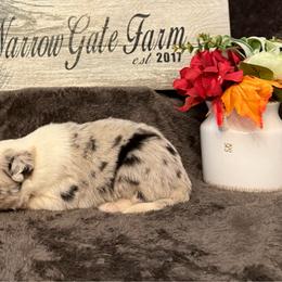 Lainey - White and blue merle female Border Collie puppy in Moody, Texas from Narrow Gate Farm