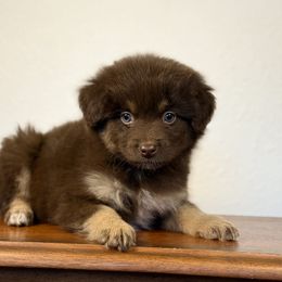 Amira - Red tri-color female Miniature American Shepherd puppy in Eugene, Oregon from AKC Emerald Valley Minis