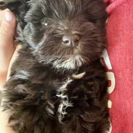 Miniature Schnauzer Puppies from Fancy Farms + Pups