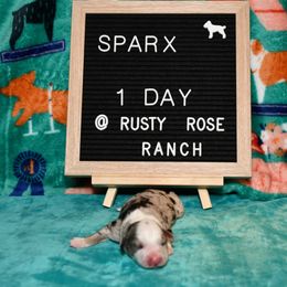 Miniature American Shepherd and Miniature Australian Shepherd Puppies from Rusty Rose Mini Aussies and Mini American Shepherds