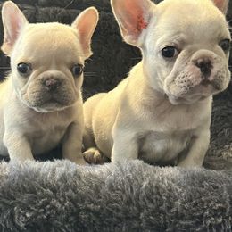 Bulldog and French Bulldog Puppies from DJs Bulldogs