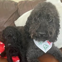 Goldendoodles from Rosie's Doodles