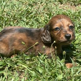 CKC SHADED RED LONGHAIR DAPPLE - Dapple female Dachshund puppy in Anderson, California from Golden Paws Dachshunds