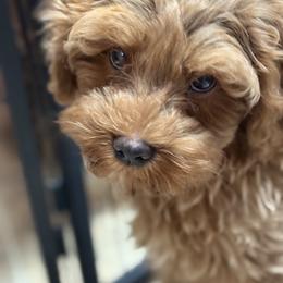 Cinnamon - CF0550 - Apricot female Australian Labradoodle puppy in Easley, South Carolina from Royal Diamond Labradoodles