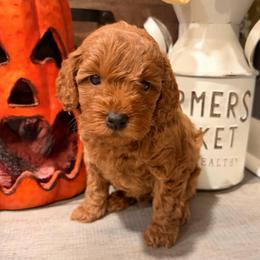 Gus (orange collar) - Red  male Goldendoodle puppy in Atco, New Jersey from Flannery’s lucky puppies 🍀