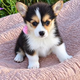 Bailey - Black and white female American Corgi puppy in Missouri from Country Legends Aussies & Corgis