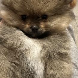 Pomeranian Puppies from Lori’s Precious Poms