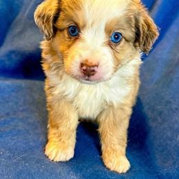 Miller - Red merle male Toy Australian Shepherd puppy in Union Grove, North Carolina from Grove Farm