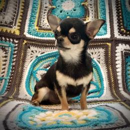 Chihuahuas from Sapphire Chihuahuas