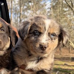 Swirl - Red merle male Australian Shepherd puppy in Macon, Georgia from Shaina’s Shepherds