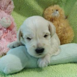 Hugo - White male Miniature Schnauzer puppy in Carriere, Mississippi from Pea Patch Schnauzers
