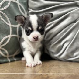 TBD - Silver and white male Chihuahua puppy in Davenport, Florida from Clan Cordovathone