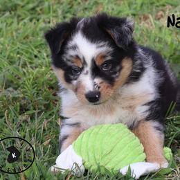 Nanook - Blue merle male Miniature Australian Shepherd puppy in Garden Plain, Kansas from Krazy K Aussies
