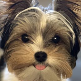 Yorkshire Terriers from Maranatha Yorkies