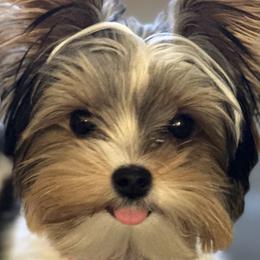 Yorkshire Terriers from Maranatha Yorkies