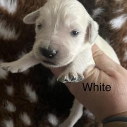White - Light golden male Golden Retriever puppy in Jesup, Georgia from Painted Platinum Retrievers (Painted Platinum Kennel) PPK