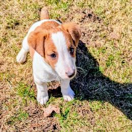 Blue - White and tan male Russell Terrier puppy in Sandown, New Hampshire from Patch Wood Irish Jacks