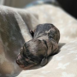 Boy 3 - Dapple Dachshund puppy in Woodland, Washington from SJs Dachshunds