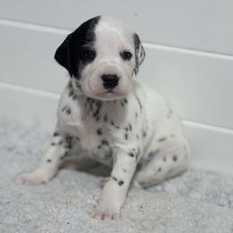 Charlie - tan collar - White and black female Dalmatian puppy in Whitwell, Tennessee from Rock a Dalmatian “RockADal”