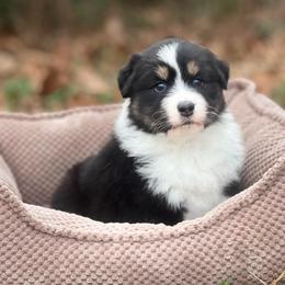 Citrine - Black tri-color female Australian Shepherd puppy in Augusta, Georgia from Incendia Aussies & Dobies