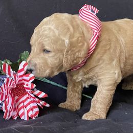 Goldendoodle Puppies from Doodlesoflove