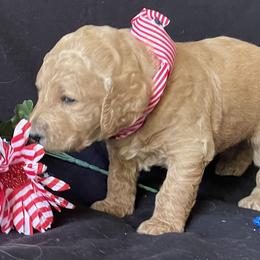 Goldendoodle Puppies from Doodlesoflove