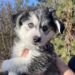 Rocky - Black and white male Pomsky puppy in Spokane, Washington from Full Moon Pomskies