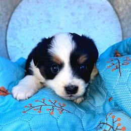 Miss Typhoon - Black tri female Toy Australian Shepherd puppy in Dolan Springs, Arizona from High Desert Companions
