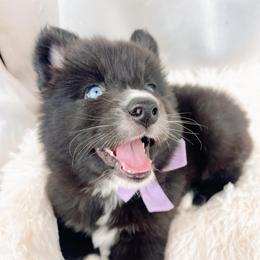 Honey - Black and white female Pomsky puppy in Cleveland, Ohio from Lake Point Pomskies