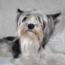Yorkshire Terrier puppies from Alina's Royal Yorkies
