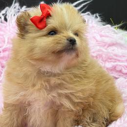Mango - Orange female Pomeranian puppy in Franklin, North Carolina from A&J Cutie Pawtooties
