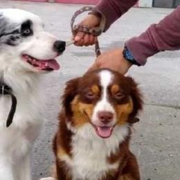 Australian Shepherds from Aussies4ever