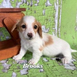 Brooks - Dapple male Dachshund puppy in Waseca, Minnesota from Dragonfly Doxies