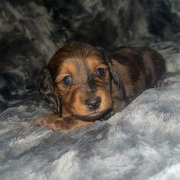 Patch - Dapple male Dachshund puppy in Madisonville, Tennessee from L&A Dachshunds